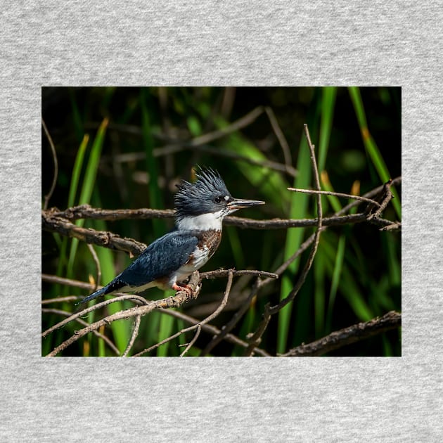 Kingfisher Waiting to Pounce by jecphotography